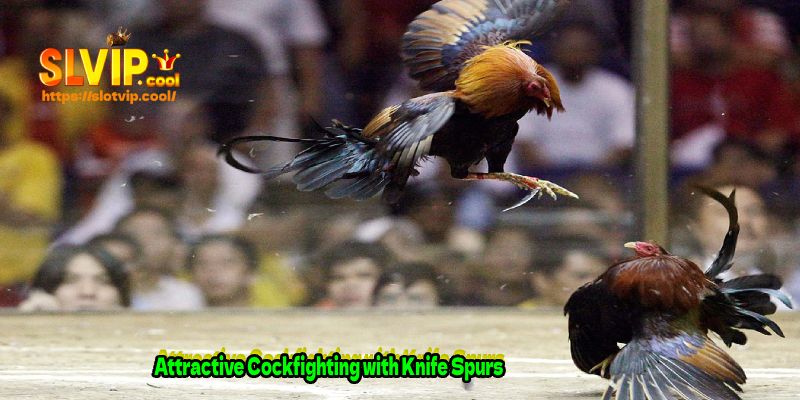 Attractive Cockfighting with Knife Spurs