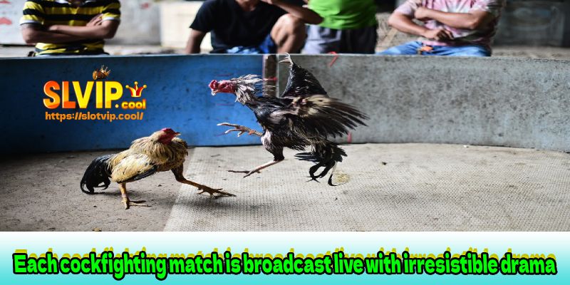 Each cockfighting match is broadcast live with irresistible drama