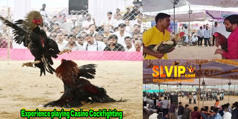 Experience playing Casino Cockfighting