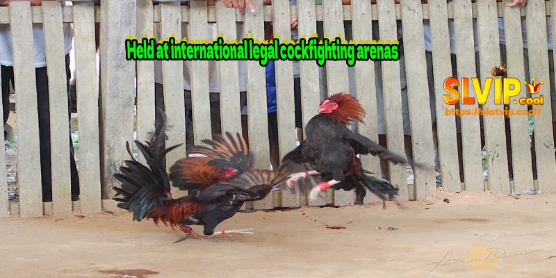 Held at international legal cockfighting arenas