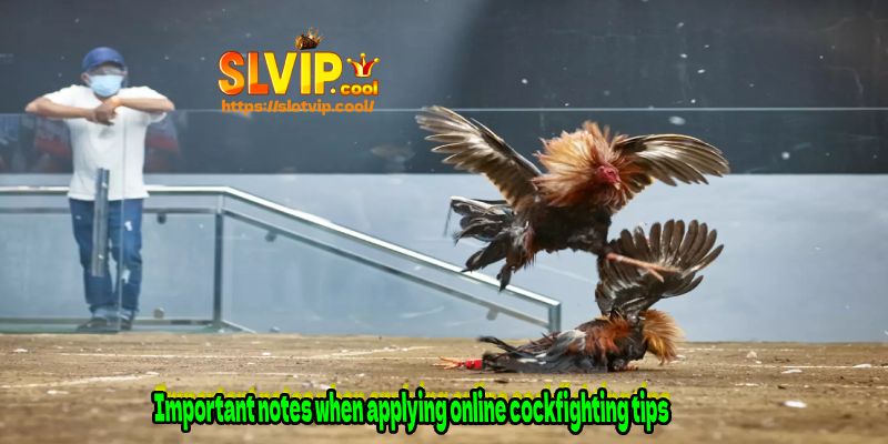 Important notes when applying online cockfighting tips