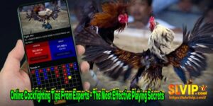 Online Cockfighting Tips From Experts – The Most Effective Playing Secrets