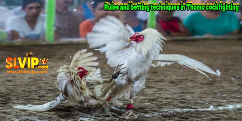 Rules and betting techniques in Thomo cockfighting
