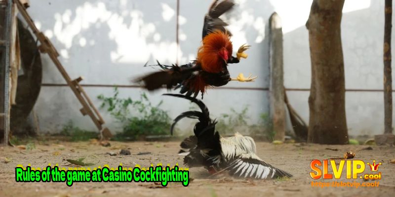 Rules of the game at Casino Cockfighting