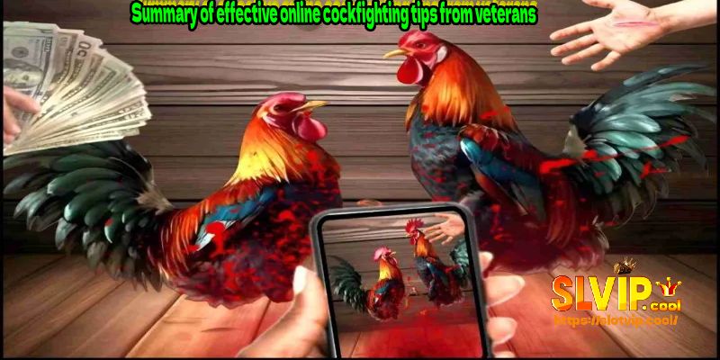 Summary of effective online cockfighting tips from veterans