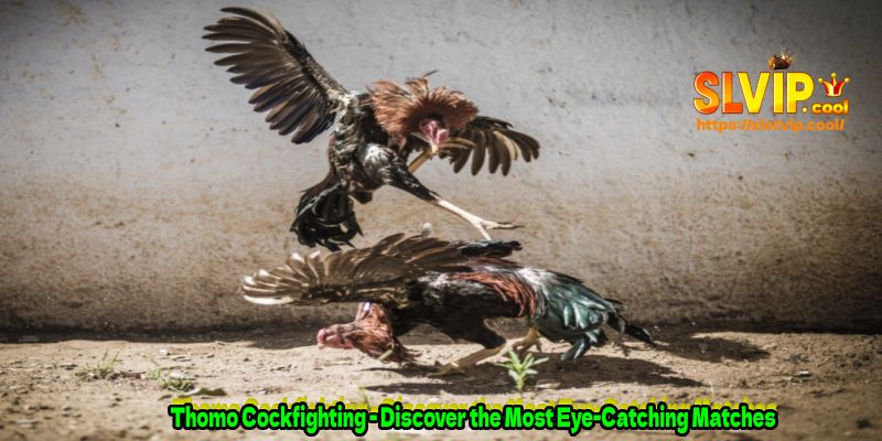 Thomo Cockfighting - Discover the Most Eye-Catching Matches