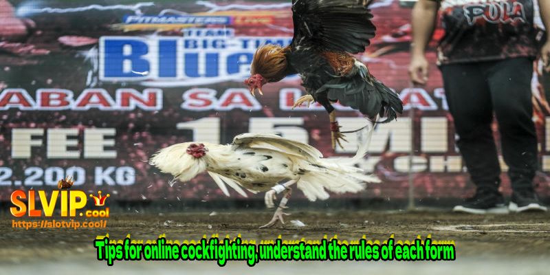 Tips for online cockfighting, understand the rules of each form