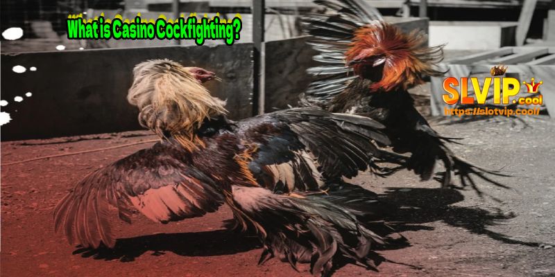 What is Casino Cockfighting?